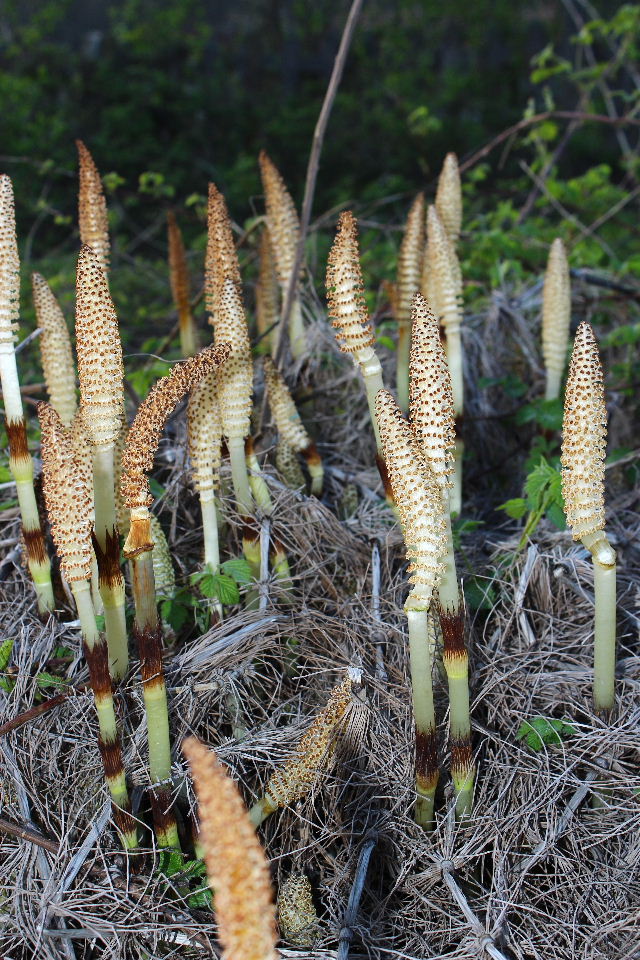 Equisetum telmateja